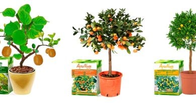 AGRONOVA гибридные мини-деревья: урожай спелых фруктов круглый год!