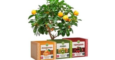 Домашний сад плодовые мини-деревья, мандарин, киви, вишня: подарите себе возможность кушать здоровую пищу каждый день!