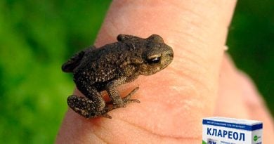 Клареол – гель от папиллом, бородавок и сухих мозолей.
