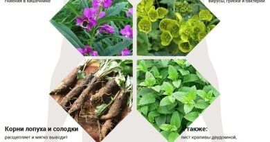 Настойка Добровольского от паразитов — ваш надежный защитник!