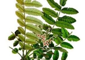 Sustawin – оружие против суставных болей